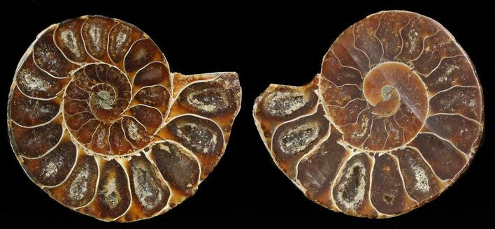 Small Desmoceras Ammonite Pair - #49828